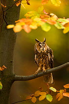 Long-eared owl (Asio otus) perched in tree amongst autumn leaves, Czech Republic, October. Captive