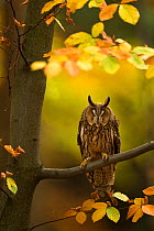 Long-eared owl (Asio otus) perched in tree amongst autumn leaves, Czech Republic, October, Captive