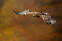 Steppe eagle (Aquila nipalensis) in flight against autumn colours, Czech Republic, November. Captive.