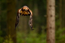 Golden eagle (Aquila chrysaetos) flying through forest, Czech Republic, November. Captive.