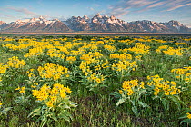 Arrowleaf balsmroot (Balsamorhiza sagittata) blooming with the Greand Tetons in the background. Grand Teton National Park, Wyoming, USA, June.