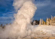 Grand Geyser eruption in winter. Upper Geyser Basin, Yellowstone National Park, Wyoming, USA, January 2015.