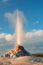 White Dome Geyser erupting in the Lower Geyser Basin of Yellowstone National Park, Wyoming, USA, September 2014.