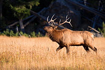 Elk stag (Cervus elaphus canadensis) displaying during the rut. Yellowstone National Park, Wyoming, USA, Sepember.
