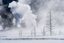 White Dome Geyser erupting in winter in Fountain Flats.  Lower Geyser Basin, Yellowstone National Park, Wyoming, USA, January 2015.