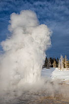 Grand Geyser eruption in winter. Upper Gesyer Basin of Yellowstone National Park, USA, January 2015.