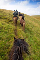 Horseback riders riding Icelandic horses, Iceland. August 2014.