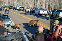 Traffic jam caused by Grizzly bear (Ursus arctos horribilis) mother and cubs crossing road, watched by tourists and photographers, Yellowstone National Park, Wyoming, USA, October 2015.