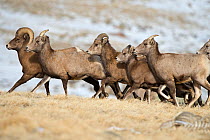 Bighorn sheep (Ovis canadensis canadensis) ewes, lambs and ram, Whiskey Mountain Bighorn Sheep Range, Dubois, Wyoming, USA, November.
