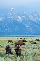 American buffalo (Bison bison) Grand Teton National Park, Wyoming, USA, July.