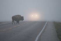 American buffalo (Bison bison) crossing road in Hayden Valley in early morning fog. Yellowstone National Park. Wyoming, USA, June.