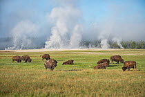 American buffalo (Bison bison) grazing on Fountain Flat with geysers erupting behind. Yellowstone National Park, Wyoming, USA, June.