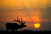 Elk (Cervus canadensis) bull in velvet silhouetted against a setting sun, Yellowstone National Park, Wyoming, USA, May.