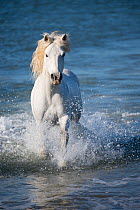 White horse of the Camargue galloping through marshes in the Camargue, France. April.
