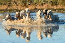 White horses of the Camargue galloping through marshes in the Camargue, France. April.