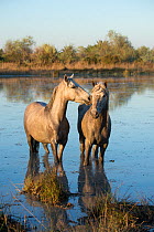 White horses of the Camargue in the marshes of the Camargue, France, April.