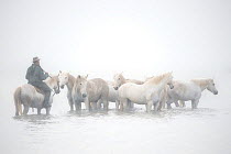 'Guardian'  cowboys moving the white horses of the Camargue, France, April 2015.