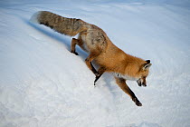 Red fox (Vulpes vulpes) walk down slope in winter, North West Wyoming, USA, February.