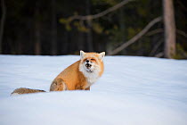 Red fox (Vulpes vulpes) barking for mate in snow during breeding season. Wyoming, USA, February.