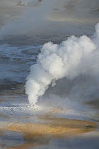 Fumeroles and steam vent geothermal features in Porcelain Basin in winter.  Norris Geyser Basin,Yellowstone National Park, Wyoming, USA, June 2015.