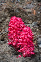 Snow flower (Sarcodes sanguinea) a parasitic plant, Mariposa Grove, Sequoia trees, Yosemite Natioanal Park, California, USA, May.