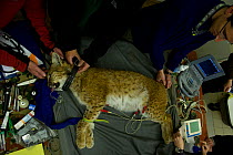 Vets and KORA team putting a radio collar on wild European lynx (Lynx lynx) for translocation to Kalkalpen National Park, Austria from Switzerland, May 2011.