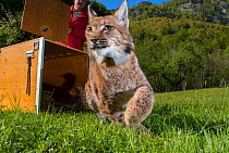 European lynx (Lynx lynx) emerging from crate during translocation from Switerland to Kalkalpen National Park, Austria. May 2011