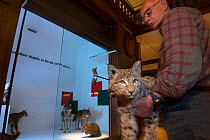 Taxidermist Daniel Guyard with Eurasian lynx (Lynx lynx) taxidermy, from young wild male lynx which was found dead on a railway in 1982. Grenoble Natural History Museum, France, May 2013.