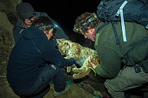 Veterinarian and KORA team capturing a wild female European lynx (Lynx lynx) to put on a radio collar, Jura, Switzerland, March 2014.