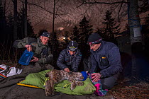 Veterinarians capturing a young wild female European lynx (Lynx lynx) to put on a radio collar, Jura, Switzerland, March 2014.
