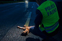 Swiss warden collecting a dead wild European lynx (Lynx lynx) killed on a motorway, Switzerland, May 2014.