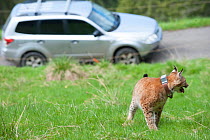 Young wild European lynx (Lynx lynx) released in Swiss Alps after rehabilitation, this lynx was found starving. Switzerland, May 2013.