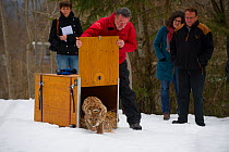 Conservationists releasing radio collared wild European lynx (Lynx lynx)  from Switzerland into Kalkalpen National Park, Austria, March 2013.