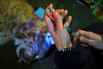 KORA veterinarian checking on the anaesthetic of wild European lynx (Lynx lynx) Alps, Switzerland, March 2011.