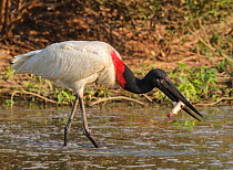 Jabiru stork (Jabiru mycteria) successfully catching fish, Pantanal, Brazil Photo by Sharon Heald