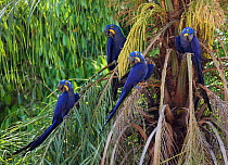 Hyacinth Macaw (Anodorhynchus hyacinthinus) flock of four in palm tree, Pantanal, Brazil, IUCN Vulnerable