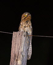 Common potoo (Nyctibius griseus) perched on post at night, Pantanal, Brazil