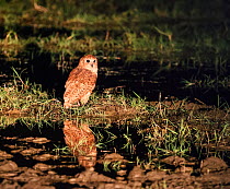 Pel's Fishing owl (Scotopelia peli) lit by vehicle headlights at night, South Luangwa National Park, Zambia