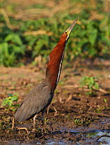 Rufescent tiger heron (Tigrisoma lineatum) profile of male displaying in wetlands, Pantanal, Brazil