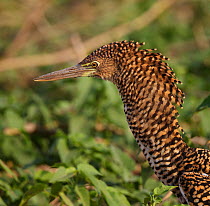 Rufescent tiger heron (Tigrisoma lineatum) profile portrait of immature bird with neck feathers raised, Pantanal, Brazil