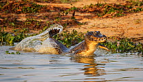 Yacare caiman (Caiman yacare) male dominance display, Pantanal, Brazil