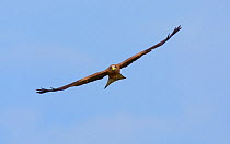 Yellow Billed kite (Milvus aegyptius) in flight above Central Kalahari Game Reserve, Botswana