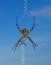 RF- Golden Orb web spider (Nephila sp) female with smaller male, Central Kalahari Game Reserve, Botswana. (This image may be licensed either as rights managed or royalty free.)
