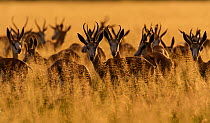 Springbok (Antidorcas marsupialis) herd in long grass, Central Kalahari Game Reserve, Botswana