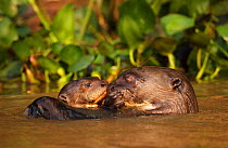Giant Otter (Pteronura brasiliensis) adult with young in water, Pantanal, Brazil