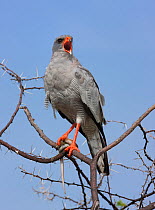 Pale chanting goshawk (Melierax canorus) calling whilst perched in tree with snake prey. Central Kalahari Game Reserve, Botswana