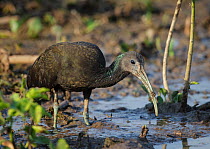 Green ibis (Mesembrinibis cayennensis) hunting food in wetlands, Pantanal, Brazil