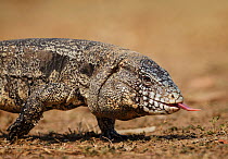 Argentine black and white tegu (Tupinambis merianae) walking whilst smelling by flicking tongue in and out, Pantanal, Brazil