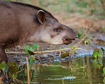 Brazilian tapir (Tapirus terrestris) drinking profile, Pantanal, Brazil