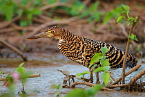 Rufescent tiger heron (Tigrisoma lineatum) hunting in the wetlands, Pantanal, Brazil